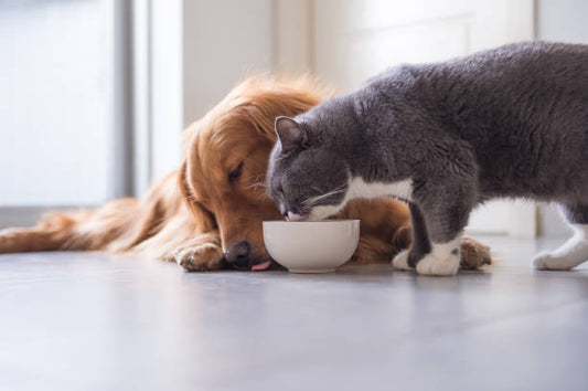 Your Pet’s Diet: How to Choose the Best Food for Their Health