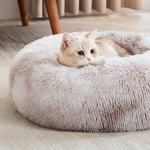 Personalized Pet Beds: Ultimate Comfort & Well-Being for Your Best Friend!