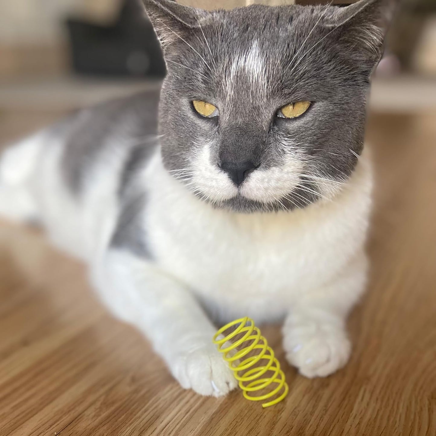 Colorful Cat Spring Toys: Unleash Their Inner Hunter!
