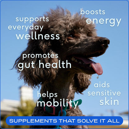 Powdered Multivitamin for Dogs: Boost Immunity & Total Well-Being!