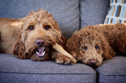 Barbecue Flavored Chew Toy for Dogs: Real Wood Taste, Splinter-Free Fun!