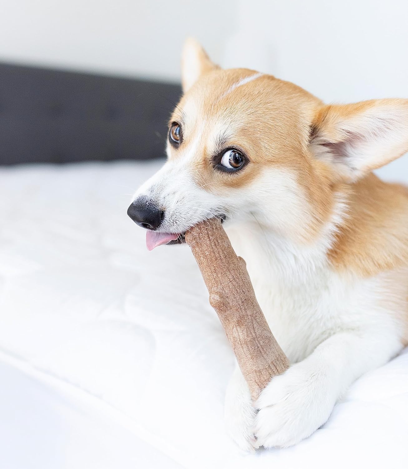 Barbecue Flavored Chew Toy for Dogs: Real Wood Taste, Splinter-Free Fun!