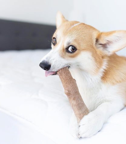 Barbecue Flavored Chew Toy for Dogs: Real Wood Taste, Splinter-Free Fun!